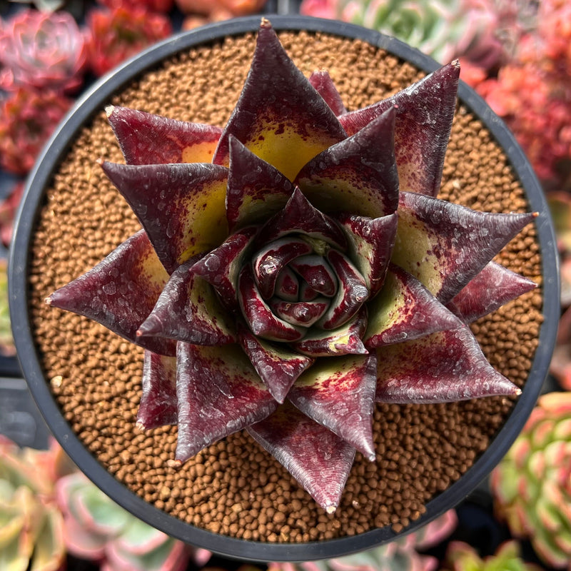 Echeveria Agavoides 'Ebony' Superclone 4