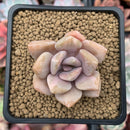Pachyveria 'Pachyphytoides' Variegated 2" Succulent Plant