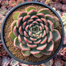 Echeveria 'Bradley' 4" Succulent Plant
