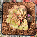 Echeveria 'Mini Nouvella' 2" Succulent Plant