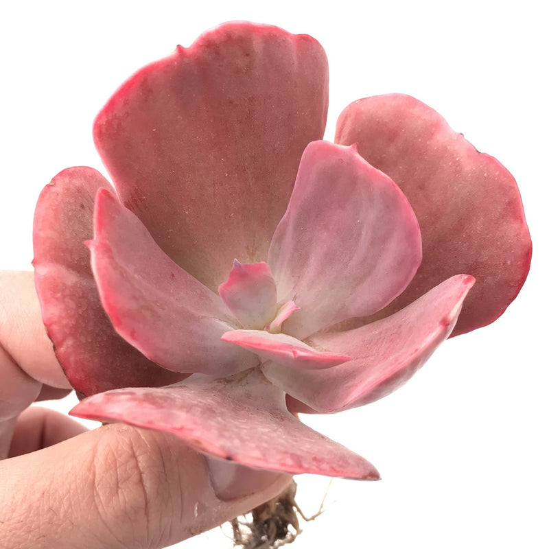 Echeveria ‘Dream and Phantasm’ 3” Rare Succulent Plant