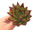 Echeveria Agavoides 'Lip Stick' 2"-3” Rare Succulent Plant
