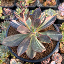 Echeveria 'Hanaikada' Variegated 4" Succulent Plant