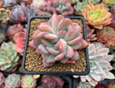 Echeveria 'Starmark' Bifurcated 2" Succulent Plant