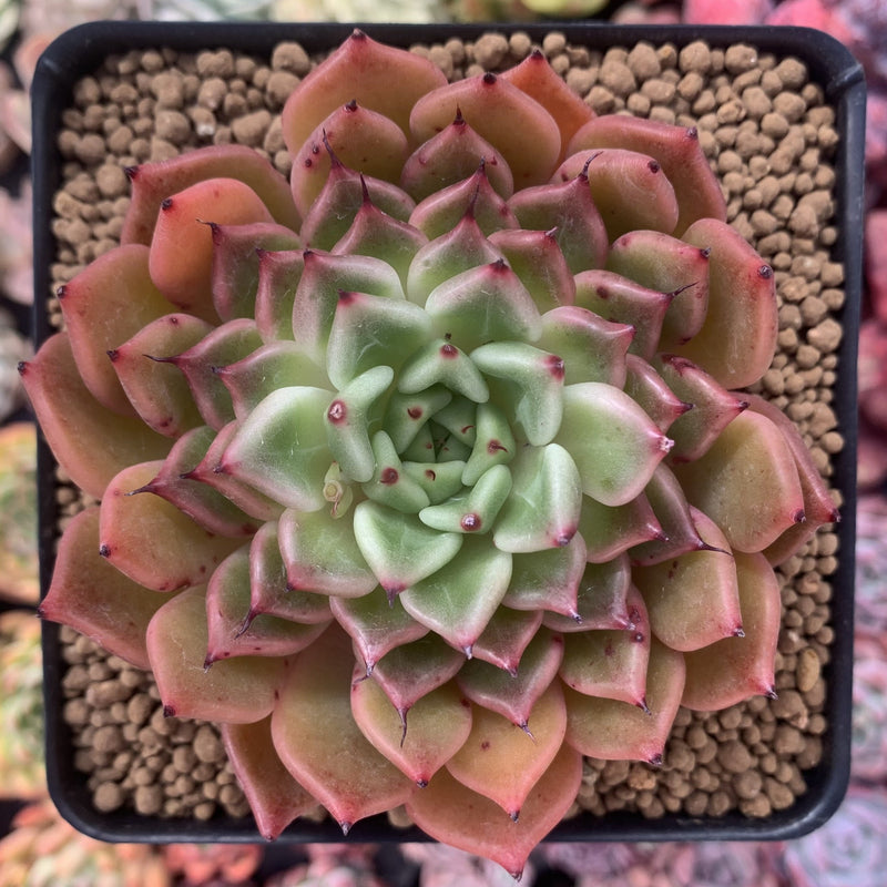 black tipped succulent Echeveria Agavoides 'Black tip' 3"-4" Succulent Plant – True Succulents Plant Co