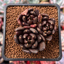 Echeveria 'Blackbird' 1"-2" Cluster Succulent Plant