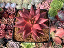 Echeveria Agavoides 'Sirus' 3" Succulent Plant