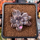 Echeveria 'Unguiculata' 1" Succulent Plant