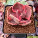 Echeveria 'Golden State' Variegated 2" Succulent Plant