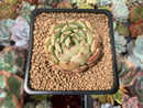 Echeveria 'Melanie' New Hybrid 2" Succulent Plant