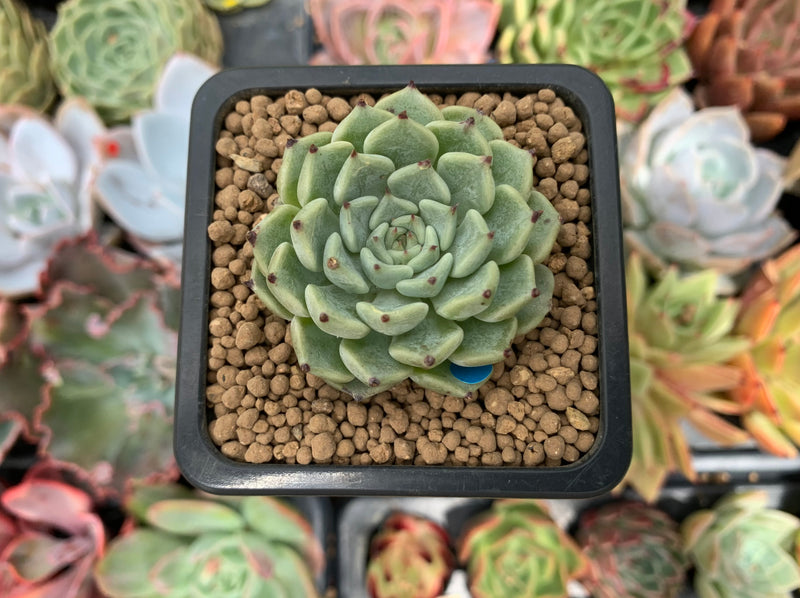 Echeveria 'Blackthorn' 1