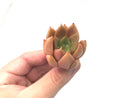 Echeveria 'Mexican Giant' x 'Agavoides' 2" Rare Succulent Plant