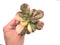 Echeveria 'Primadonna' Variegated 4" Rare Succulent