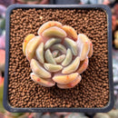 Echeveria sp. 1" Succulent Plant