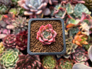 Echeveria 'Red Ice' 1/2"-1" Small Succulent Plant
