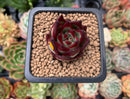 Echeveria Agavoides 'Casio' 1" Succulent Plant