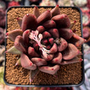Echeveria Agavoides 'Pysche 3"-4" Succulent Plant