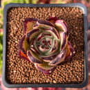 Echeveria Agavoides 'Ebony' 1"-2" Succulent Plant