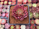 Echeveria 'Spicy Queen' 2" Succulent Plant