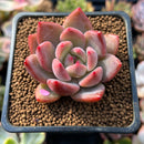 Echeveria sp. 1"-2" Succulent Plant