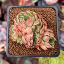 Echeveria 'Fabien' Crested 2" Succulent Plant
