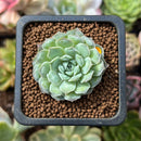 Echeveria 'Hearts Choice' 1" Succulent Plant