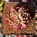 Echeveria 'Sabarez' 2"-3" Cluster Succulent Plant