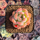 Echeveria 'Star Mark' 1" Succulent Plant