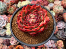 Echeveria Agavoides 'Fire Pillar' 5" Succulent Plant