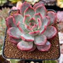 Echeveria 'Glam Pink' 2"-3" Succulent Plant