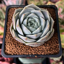 Echeveria 'Icy green' x 'Monroe' 2" Succulent Plant
