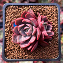 Echeveria 'Vasilisa' 1"-2" Succulent Plant