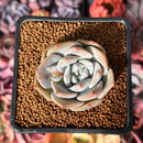 Echeveria 'Love' 1" Succulent Plant