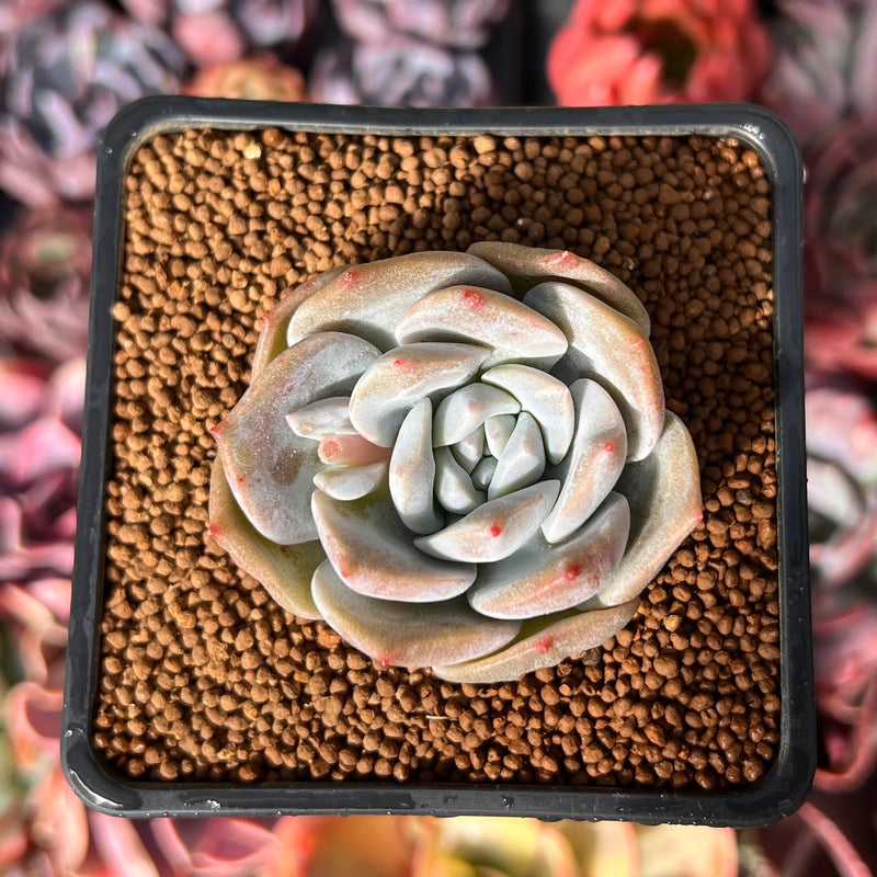 love plant succulent Echeveria 'Love' 1" Succulent Plant – True Succulents Plant Co