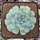 Echeveria 'Hearts Choice' 2"-3" Succulent Plant