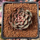 Echeveria 'Moranii' 1" Succulent Plant