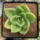Echeveria Agavoides 'Ringo Star' 3" Succulent Plant