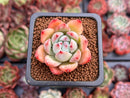 Echeveria 'White Robin' 1" Succulent Plant