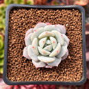 Echeveria 'Greenday' 2" Powdery Succulent Plant