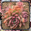 Echeveria Agavoides 'Floriditi' 4" Cluster Succulent Plant