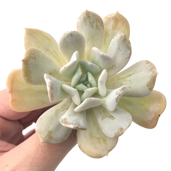 Echeveria 'Exotic' 2"-3" Powdery Succulent Plant