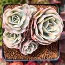 Echeveria 'Compton Carousel' 3" Cluster Succulent Plant