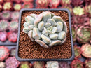 Echeveria 'Cream Puff' 2" Succulent Plant