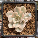 Echeveria Runyonii Variegated (Aka Echeveria 'Akaihosi' Variegated) 2" Succulent Plant
