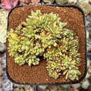 Echeveria Agavoides 'Maria' Crested 4"-5" Succulent Plant