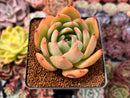 Echeveria 'Red Glow' 2"-3" Succulent Plant