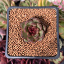 Echeveria 'Coco Jelly' 1" Succulent Plant