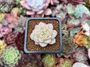 Echeveria 'Lovepoem' 1" New Hybrid Succulent Plant