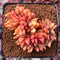 Echeveria Agavoides 'Elkhorn' Crested 4" Succulent Plant
