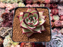 Echeveria Agavoides 'Ebony' Hybrid 2"-3" Succulent Plant